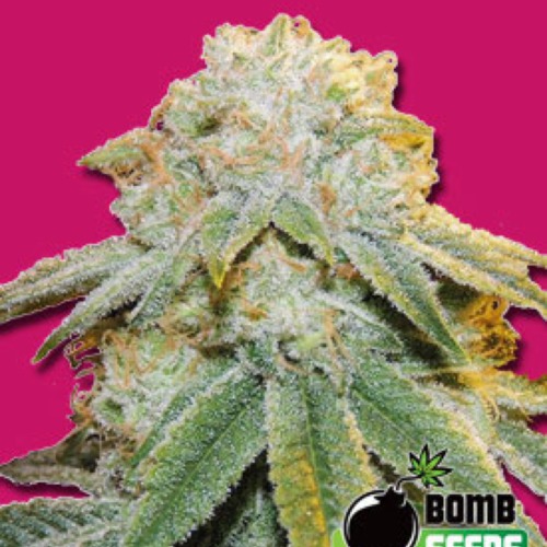 Bubble Bomb - Bomb Seeds