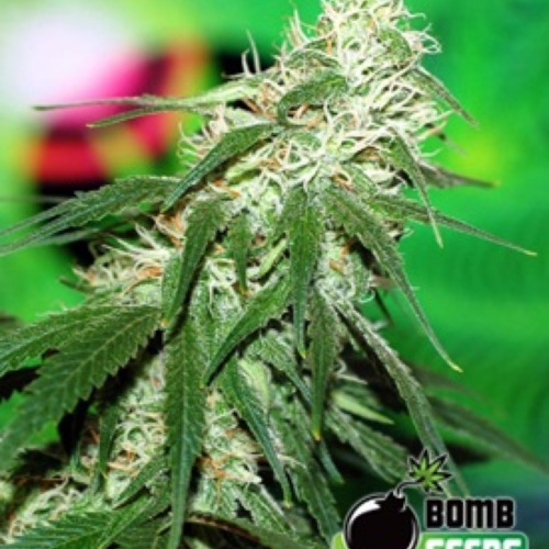 Buzz Bomb wietzaadjes van Bomb Seeds