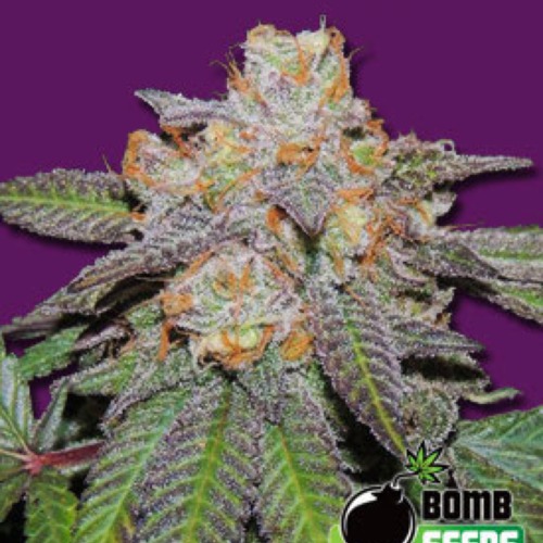 Cherry Bomb Autoflower - Bomb Seeds