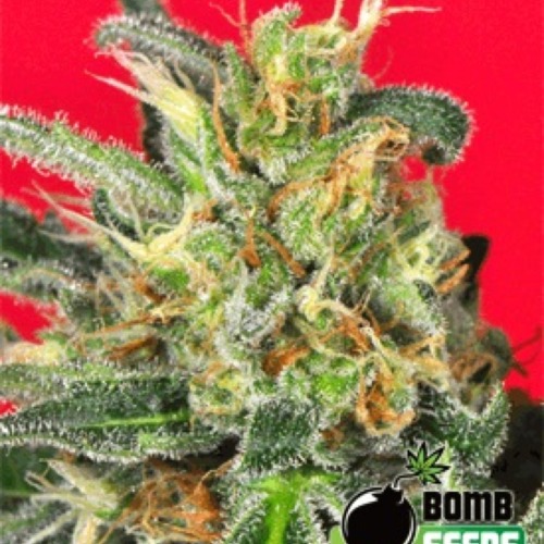 Cluster Bomb - Bomb Seeds