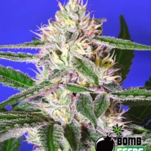 Edam Bomb - Bomb Seeds