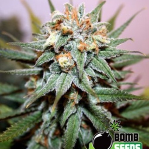 Hash Bomb - Bomb Seeds