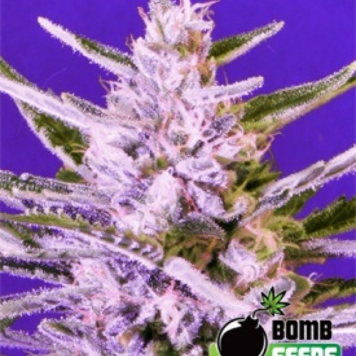 Ice Bomb - Bomb Seeds