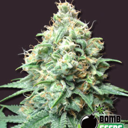 Kush Bomb - Bomb Seeds