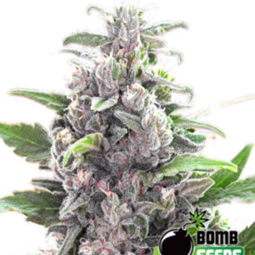 THC Bomb Autoflower - Bomb Seeds