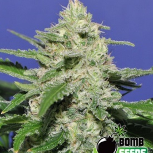 Widow Bomb - Bomb Seeds