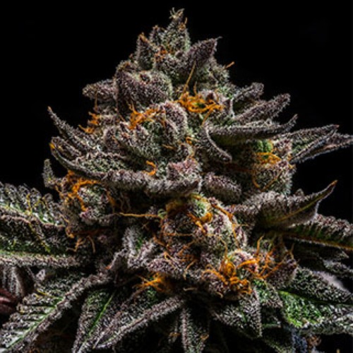 Brain Cake - Ripper Seeds