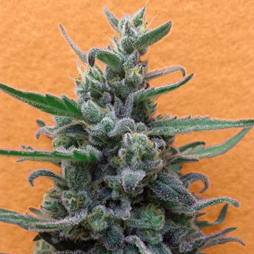 Brownie Auto - Breaking Buds Seeds