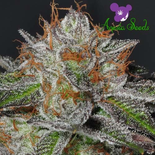 Bruce Banner #3 - Anesia Seeds