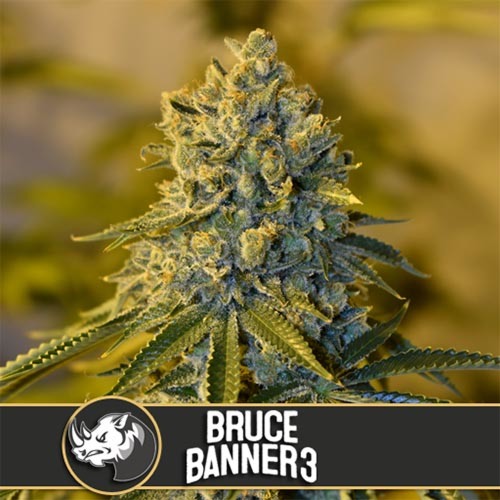 Bruce Banner #3 - Blimburn Seeds