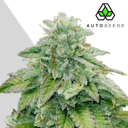 Bruce Banner Auto - Auto Seeds