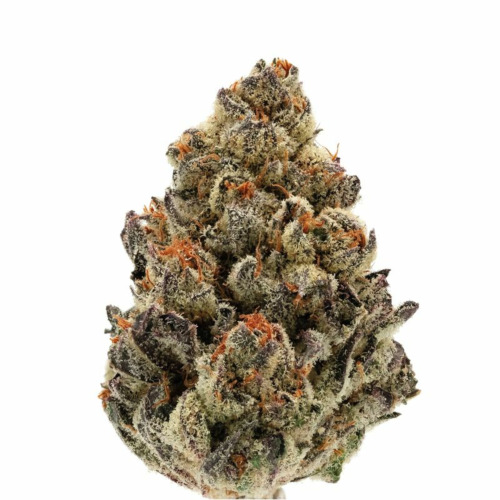 Bruce Banner Auto - Growers Choice