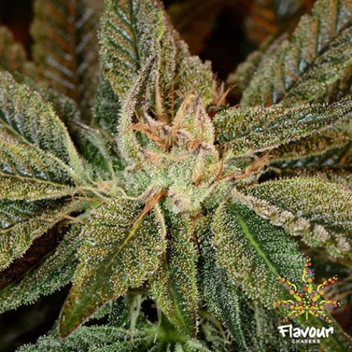 Bruce Banner - Flavour Chasers