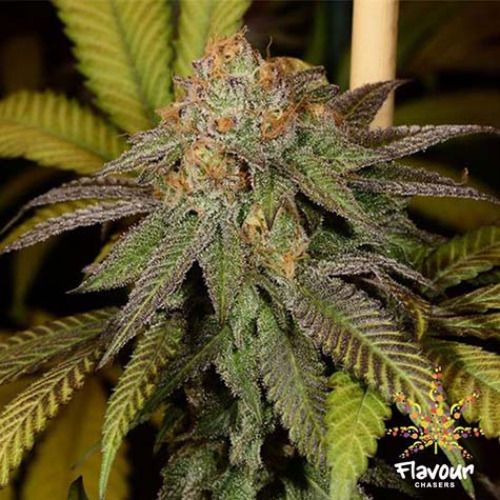 Bruce Banner - Flavour Chasers 2