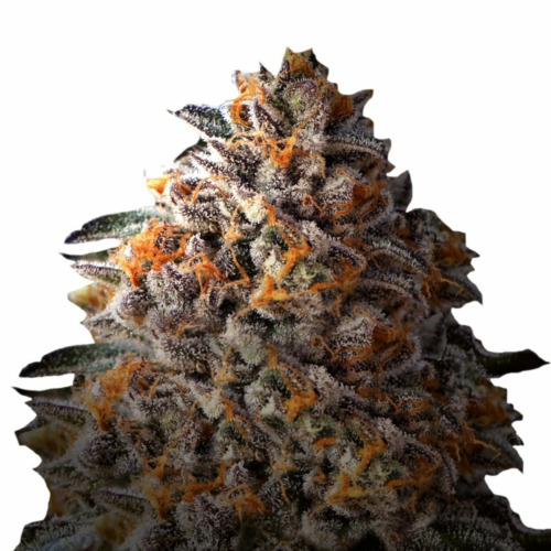 Bruce Banner III - Growers Choice Top