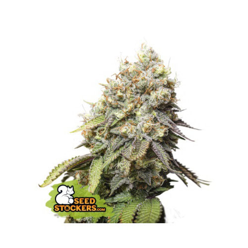 Bruce Banner - Seedstockers