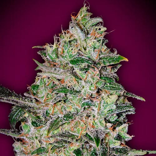 Bubble Gum Fast - 00 Seeds