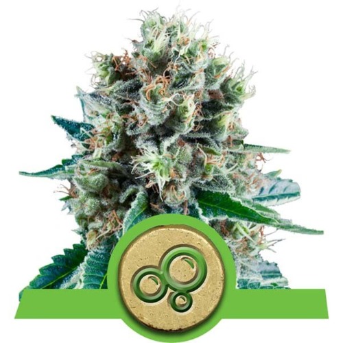 Bubble Kush Automatic Top - Royal Queen Seeds