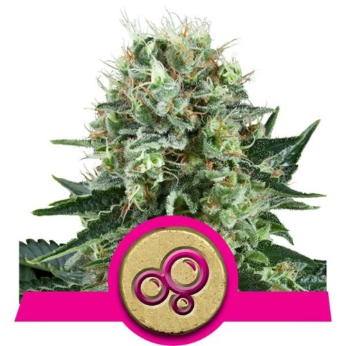 Bubble Kush top - Royal Queen Seeds