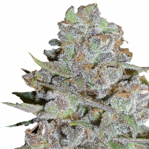 Bubblegum x Fat Hog - Growers Choice Top
