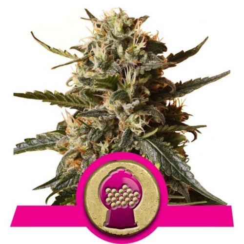 Top Bubblegum XL - Royal Queen Seeds