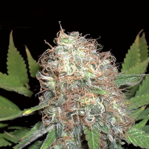 Bud Bud Bling Thingz - Dr Krippling Seeds