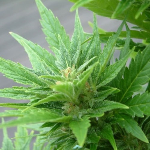 Buddha Haze Automatic feminized autoflower wietzaden