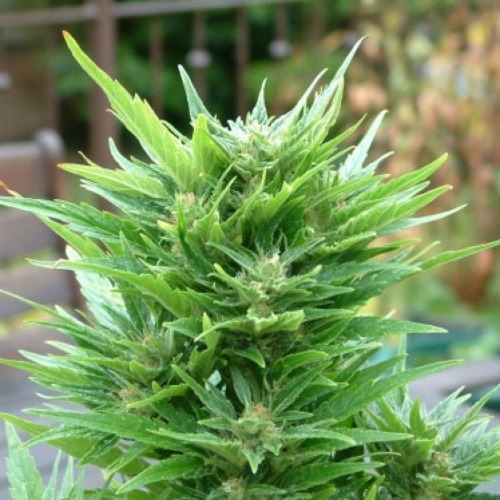 Top van de Buddha Haze Automatic wietplant van Big Buddha Seeds