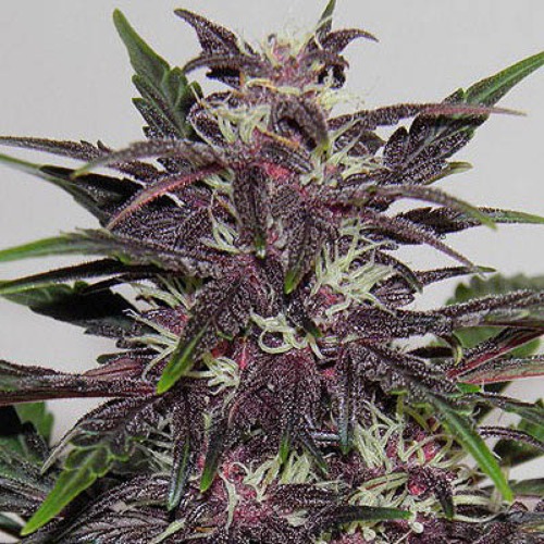 Purple Kush Automatic - Buddha Seeds