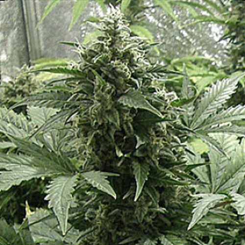 White Dwarf - Buddha Seeds