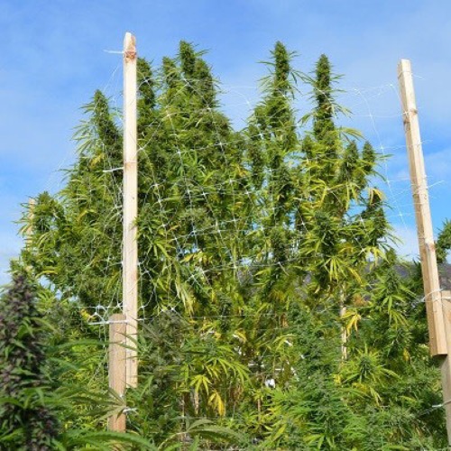 De Panama X Bangi Haze van ACE Seeds van bij een buiten kweek meer dan 2 meter hoog groeien.