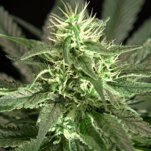 Bullshark feminised - Bulldog Seeds