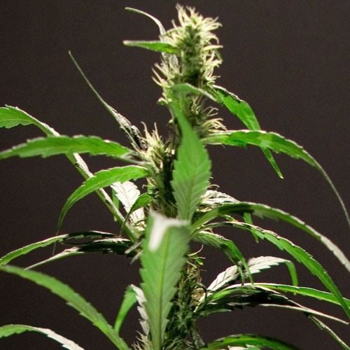 Energy Haze Feminised - Bulldog Seeds