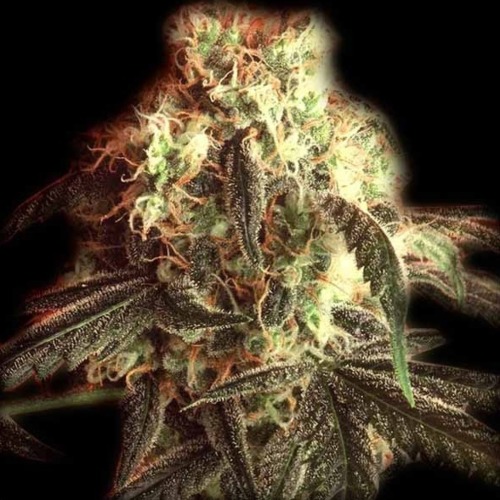 Fast Ryder #1 - Bulldog Seeds