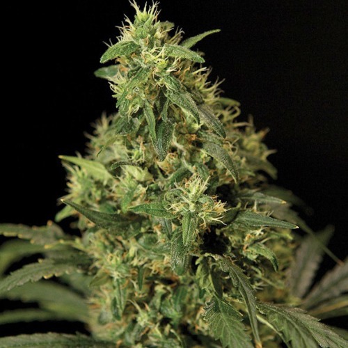 Northern Light - Bulldog Seeds