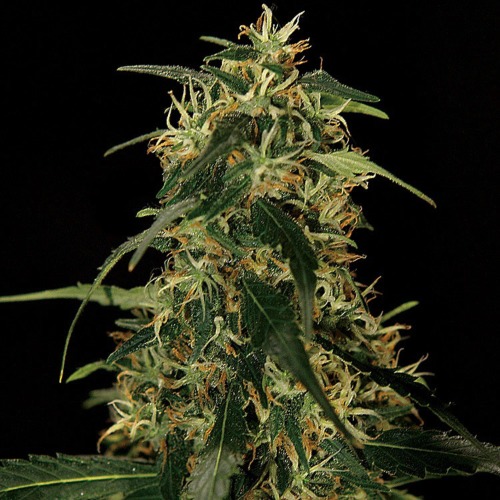 Silverstar Haze - Bulldog Seeds