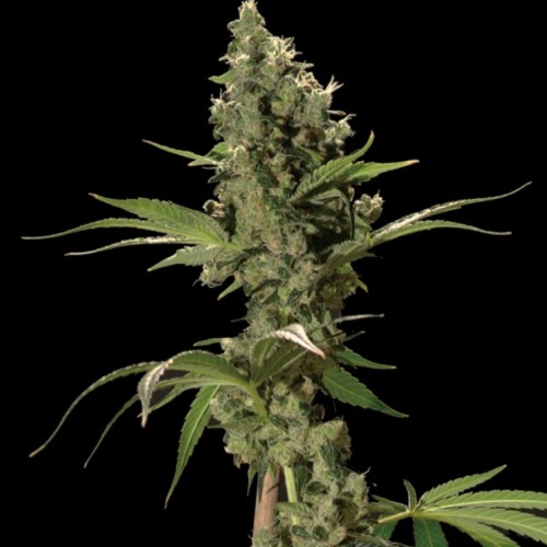 Sour Diesel - Bulldog Seeds