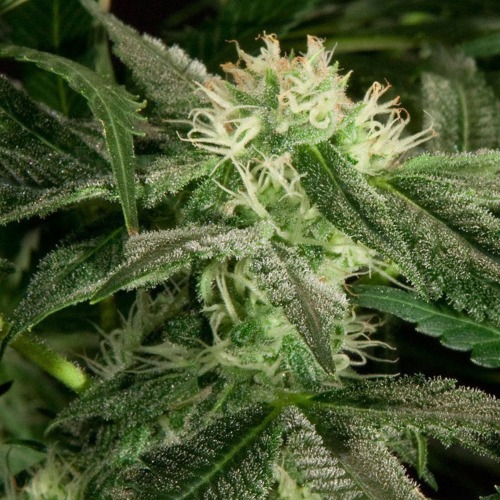 White Widow - Bulldog Seeds