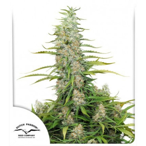 C-Vibez - Dutch Passion