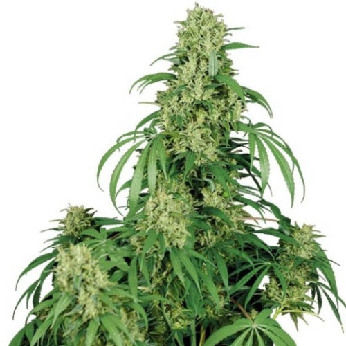 Calamity Jane - Buddha Seeds