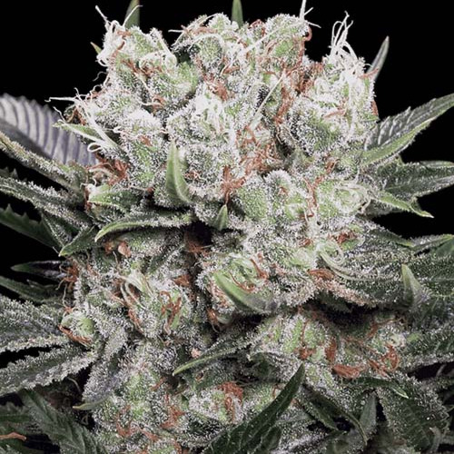 Californian Gold - Paradise Seeds