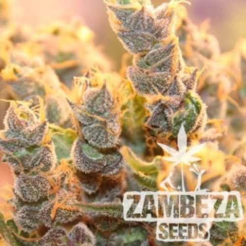 Candy Caramelo Auto - Zambeza Seeds close up wiet