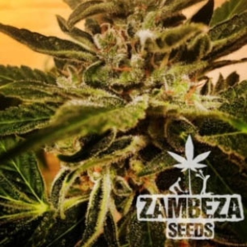 Candy Caramelo Auto - Zambeza Seeds wiet top in bloei