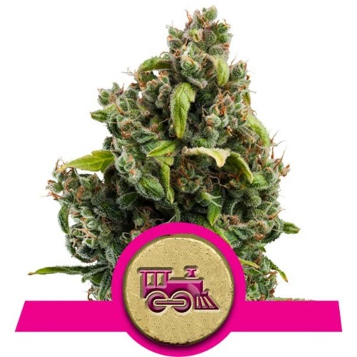 Candy Kush Express Fast Flowering - Royal Queen Seeds