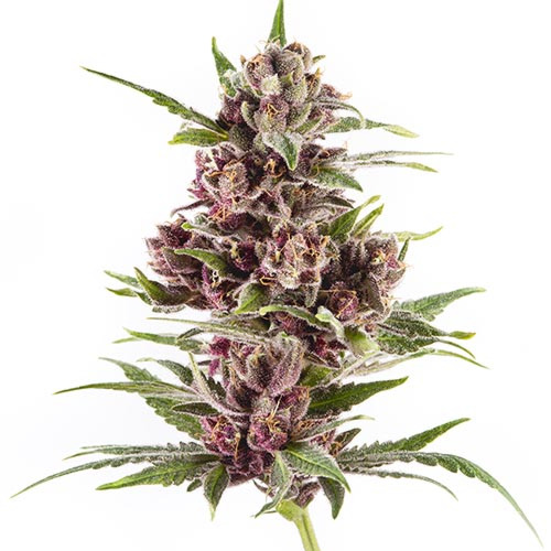 Candyfloss - Amsterdam Genetics Kleuren