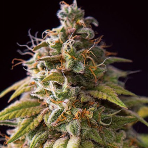 Caramel Monster - Vision Seeds