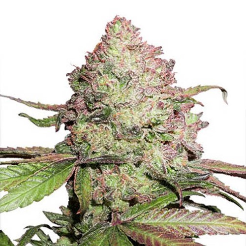 CBD Auto Charlotte's Angel - Dutch Passion