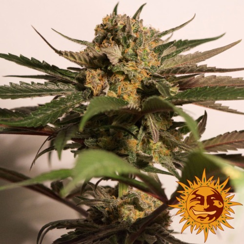 CBD Blue Shark top van zaadbank Barney‚Äö√Ñ√¥s Farm