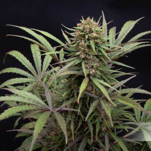 CBD Compassion - Dutch Passion Mooie plant