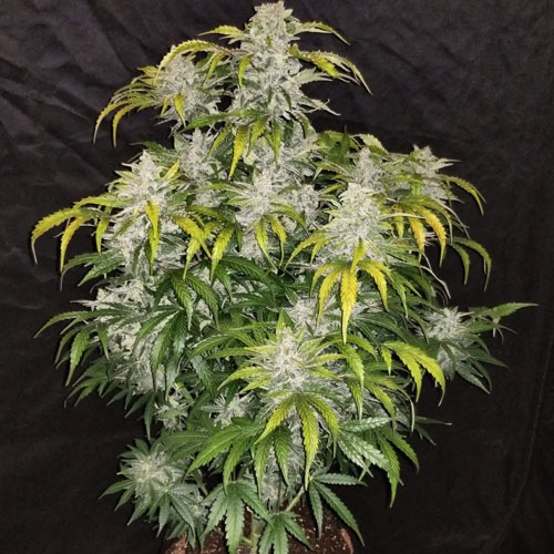CBD Auto 1:1 cannabis plant van FastBuds